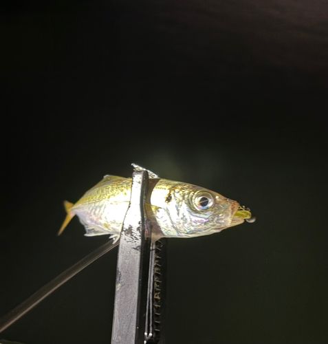 マアジの釣果