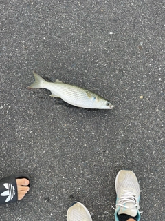 ボラの釣果