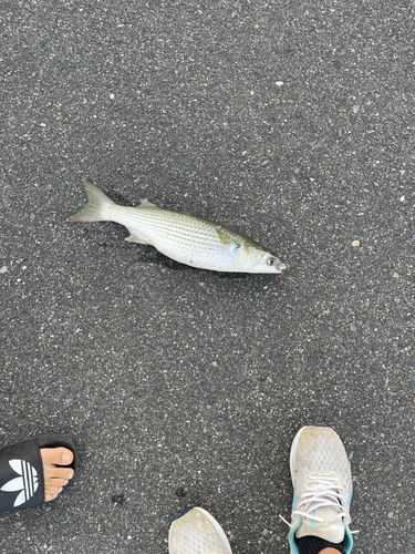 ボラの釣果