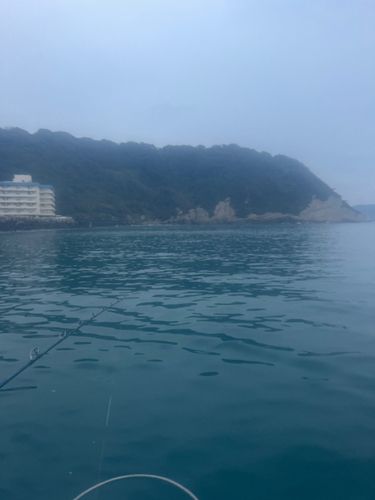 カツオの釣果