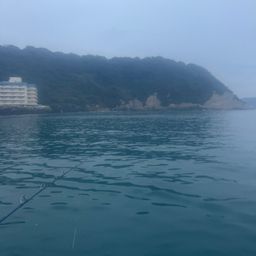 カツオ
