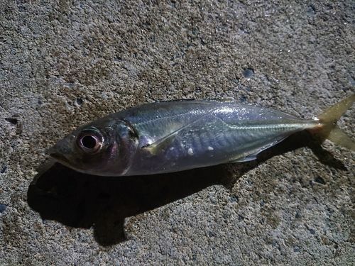 イケカツオの釣果