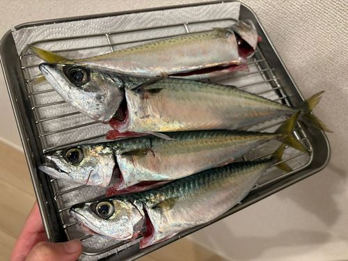 大船渡湾