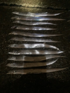 タチウオの釣果