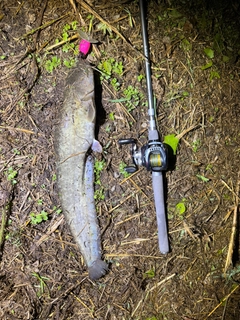 ニホンナマズの釣果