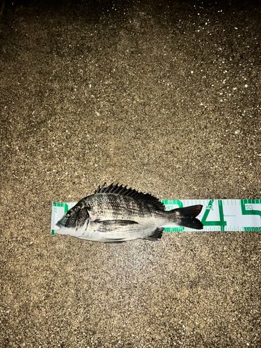 クロダイの釣果