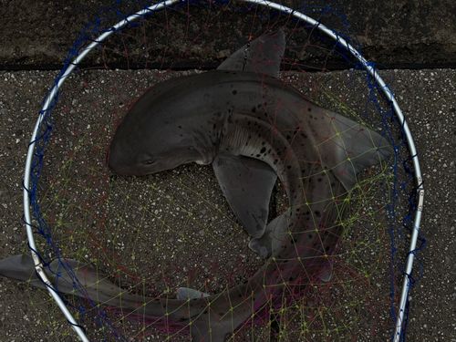 サメの釣果