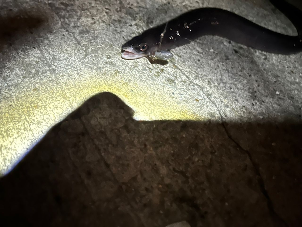 アナゴ