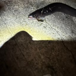 アナゴ