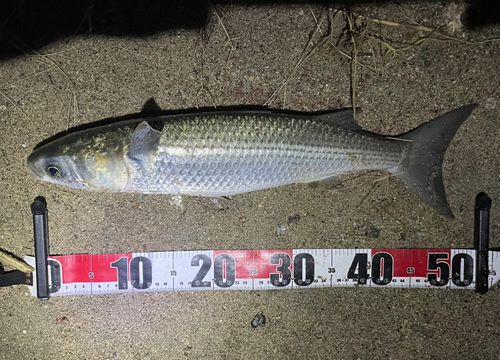 ボラの釣果