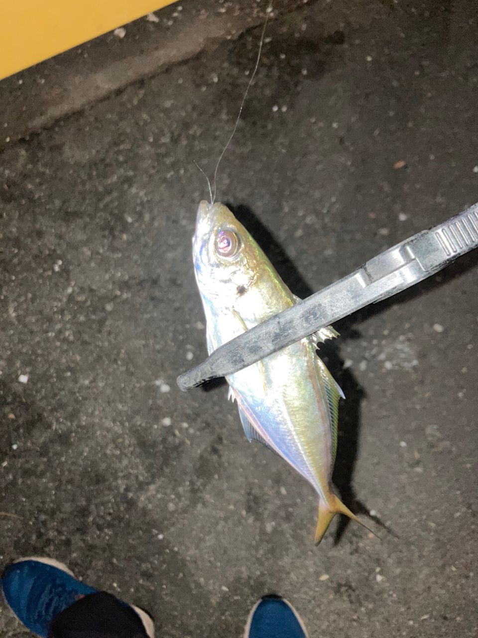 アジ