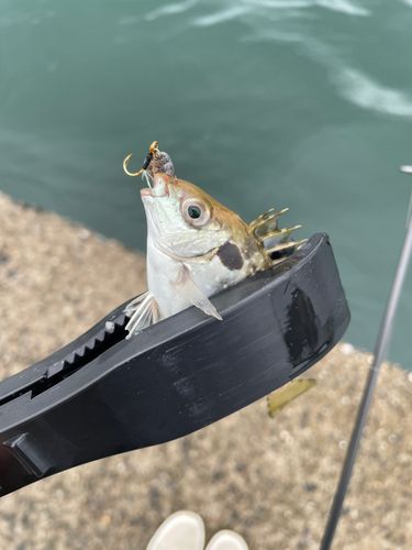 アイゴの釣果