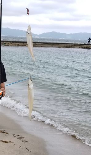 シロギスの釣果