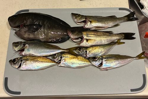 メジナの釣果
