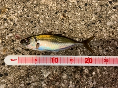 マアジの釣果