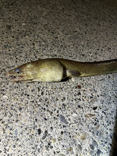 跡之浦湾