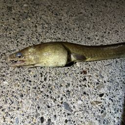 ホタテウミヘビ