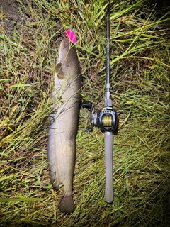 ニホンナマズの釣果