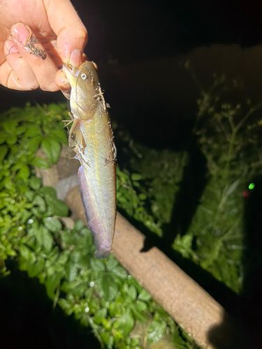 ニホンナマズの釣果