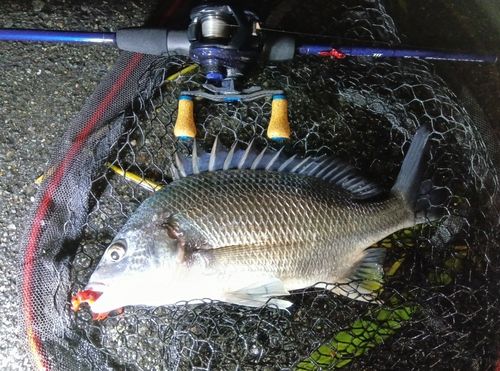 キビレの釣果
