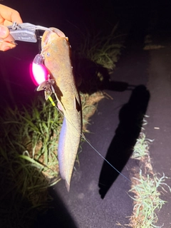 ニホンナマズの釣果