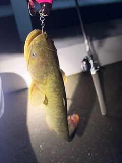 ニホンナマズの釣果