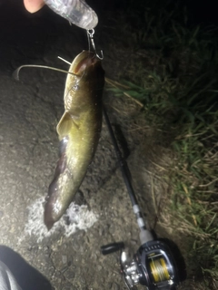 ニホンナマズの釣果