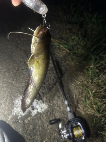 ニホンナマズの釣果