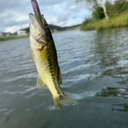 ラージマウスバス