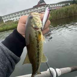 ラージマウスバス