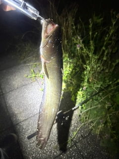 ニホンナマズの釣果