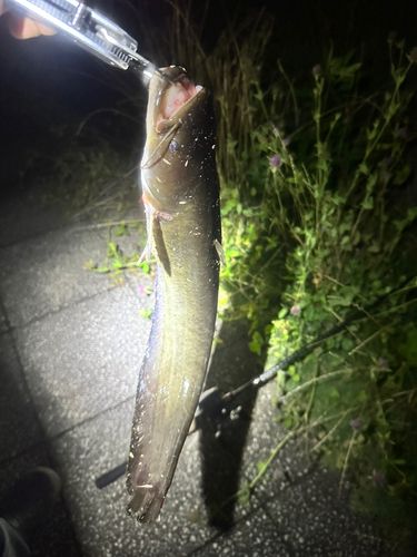 ニホンナマズの釣果