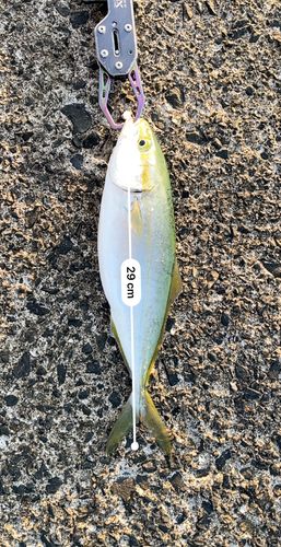 ツバスの釣果