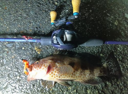 オオモンハタの釣果