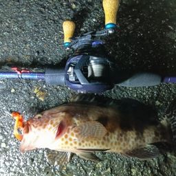 オオモンハタ