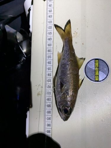 ムツの釣果