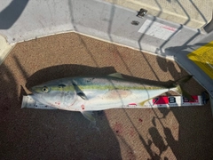 ブリの釣果