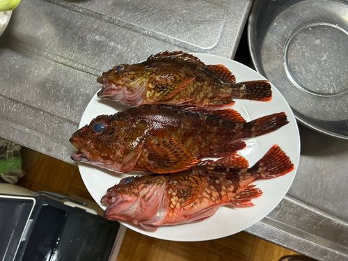 カサゴの釣果