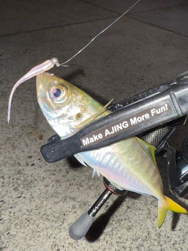 カマスの釣果
