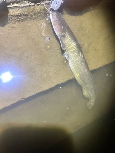 ニホンナマズの釣果