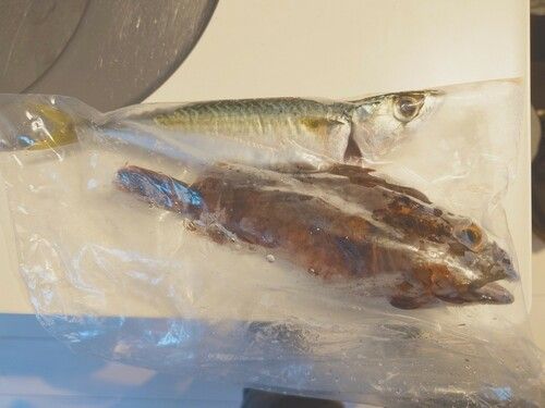 津久見湾