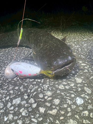 ニホンナマズの釣果