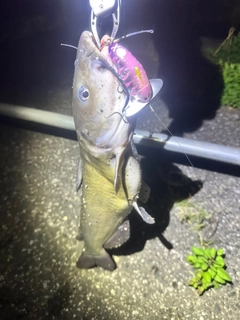 アメリカナマズの釣果