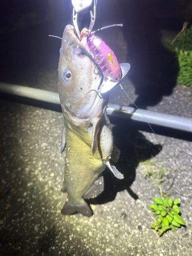 アメリカナマズの釣果