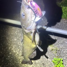 アメリカナマズ