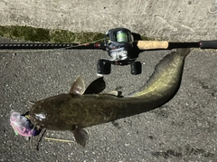 ニホンナマズの釣果