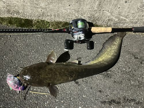 ニホンナマズの釣果