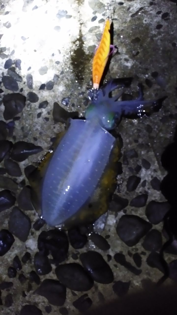 アオリイカ
