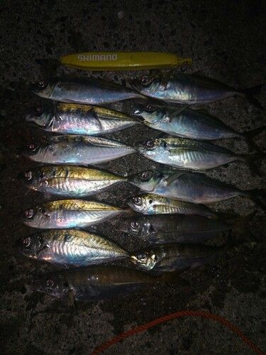 アジの釣果