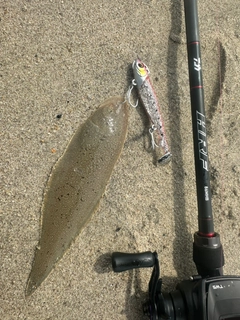 シタビラメの釣果